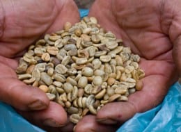coffee beans in hands