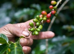 When a local coffee grower decides to go organic