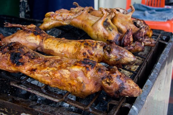 guinea pig also tastes like chicken nicaragua christmas food