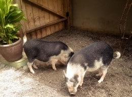 micro pigs