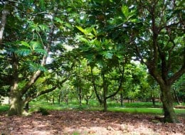 breadfruit