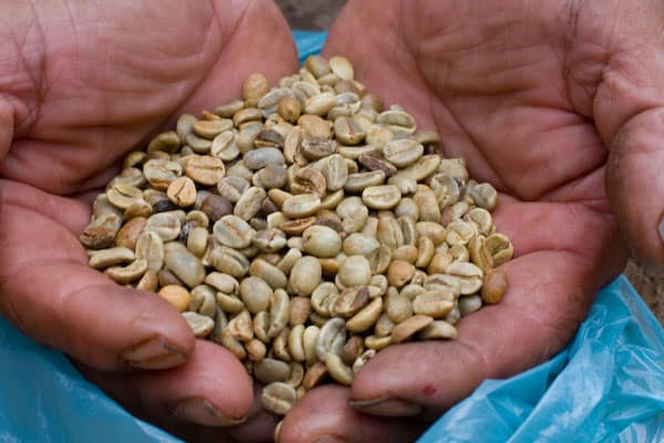 coffee beans in hands