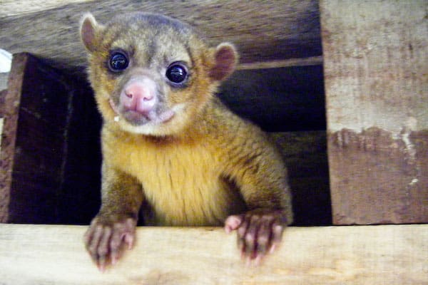 kinkajou