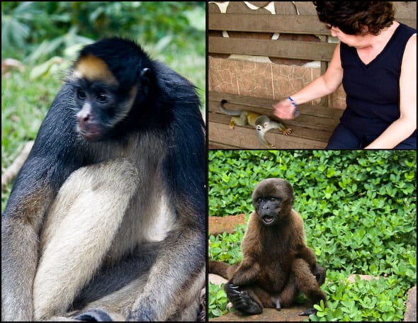 Monkey rescue center in Ecuador