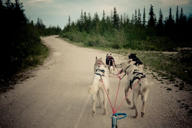 dog sled