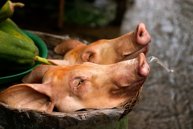 dead pigs heads