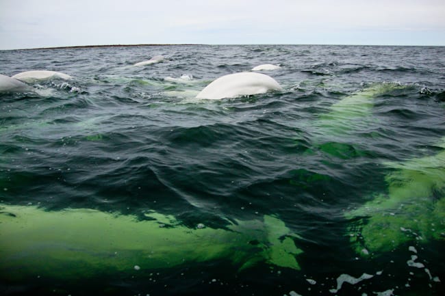 beluga whales