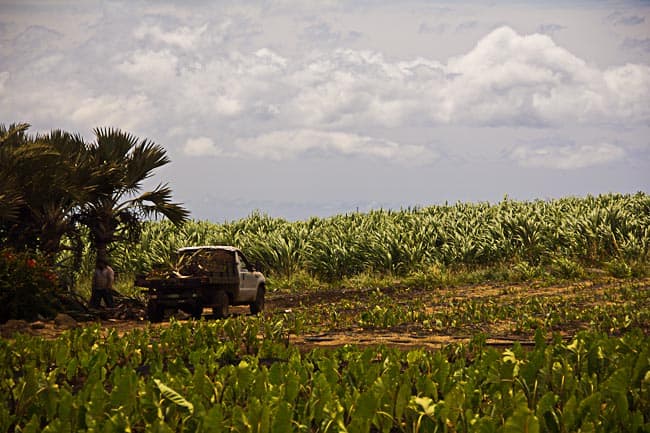 farm in hawaii