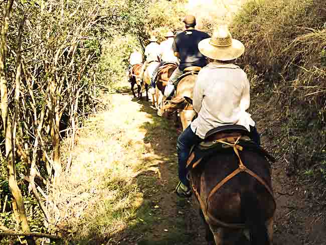 mule ride