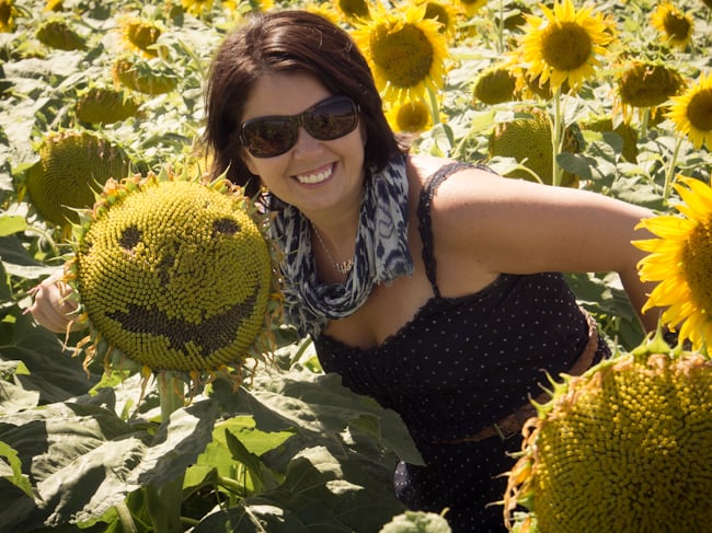 sunflower field