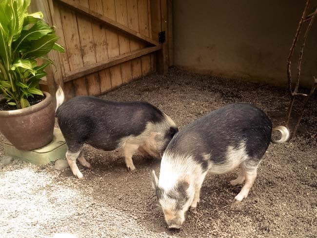 micro pigs