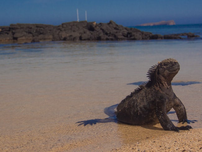 galapagos iguana