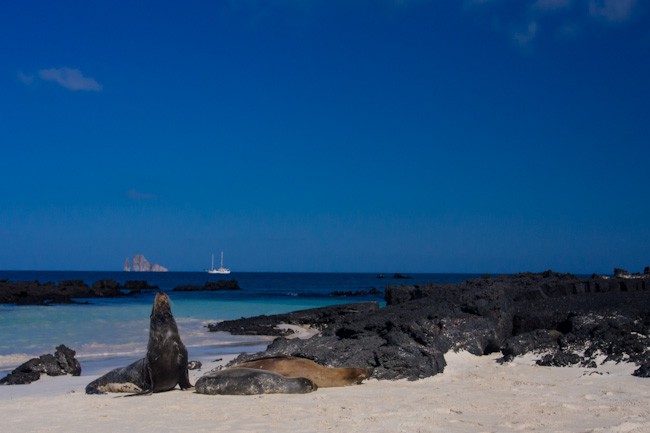 Galapagos sea lions