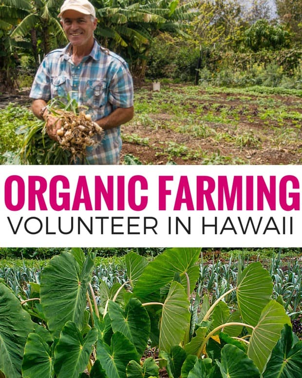 Want to learn organic farming? Volunteer in Hawaii on an organic farm. Find out how on Kupa’a Organic Farm in Maui.