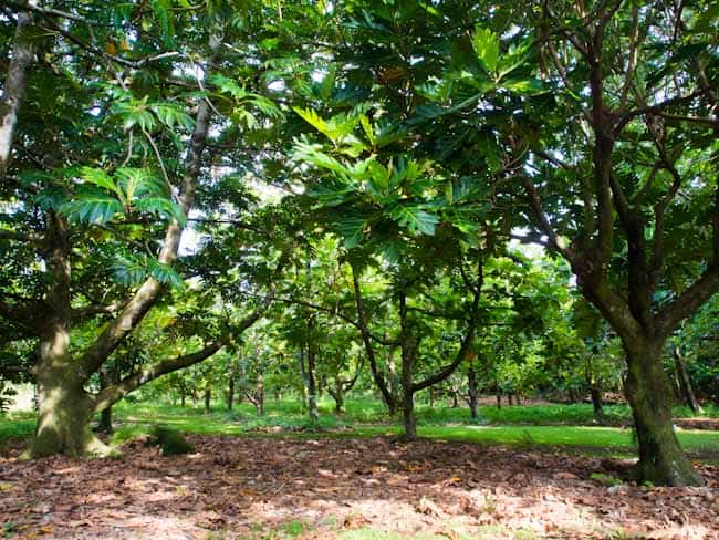 breadfruit