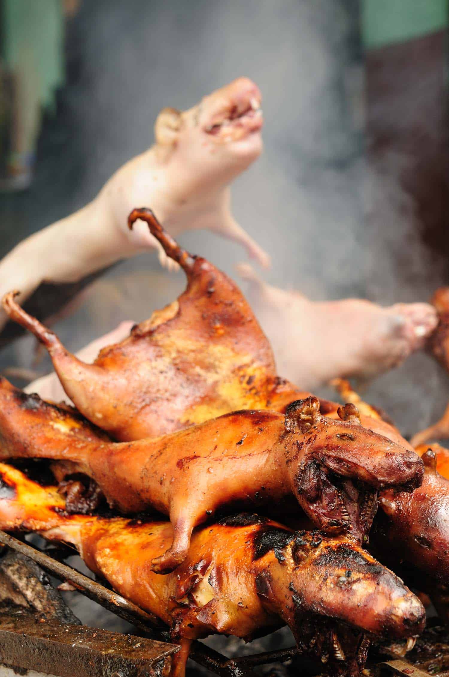  Roasted Guinea Pig (cuy) Ecuador