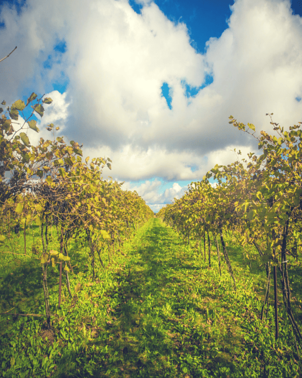 canadian vineyard