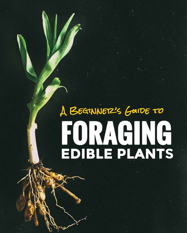edible plants pdf free download
