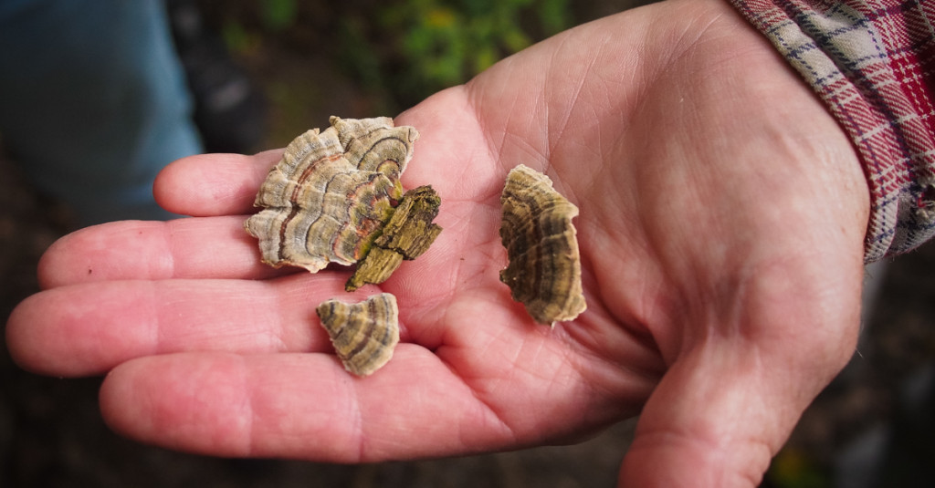 In search of edible mushrooms in Ontario Southwest, we loved our time away from the city.