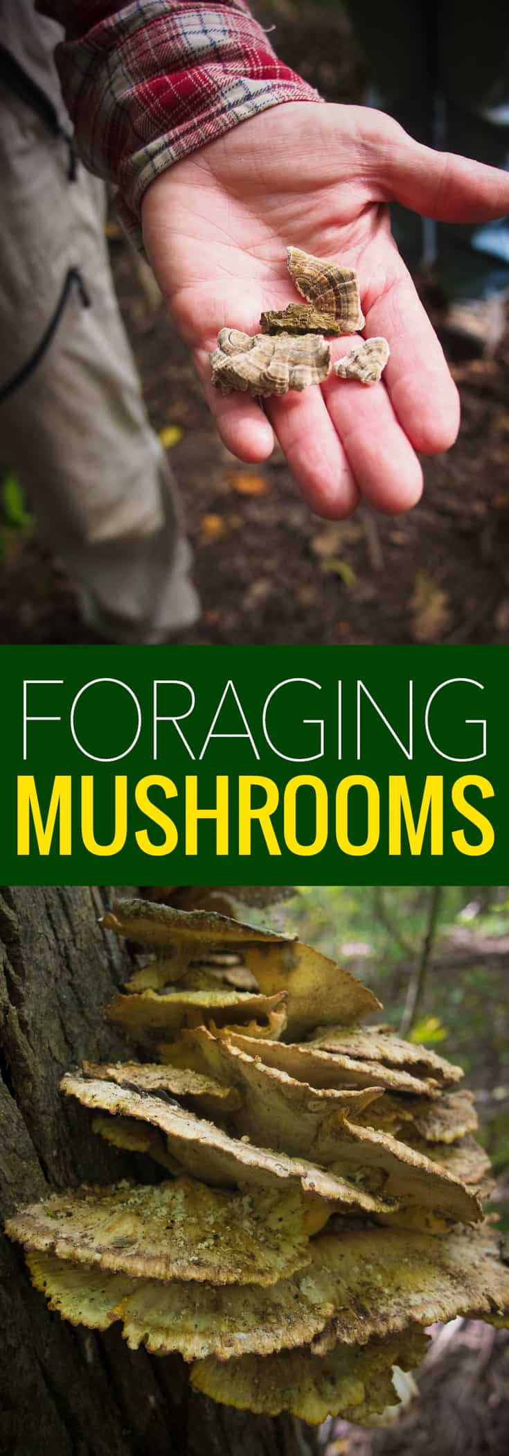 In search of edible mushrooms this fall, discover what you can and can't eat.