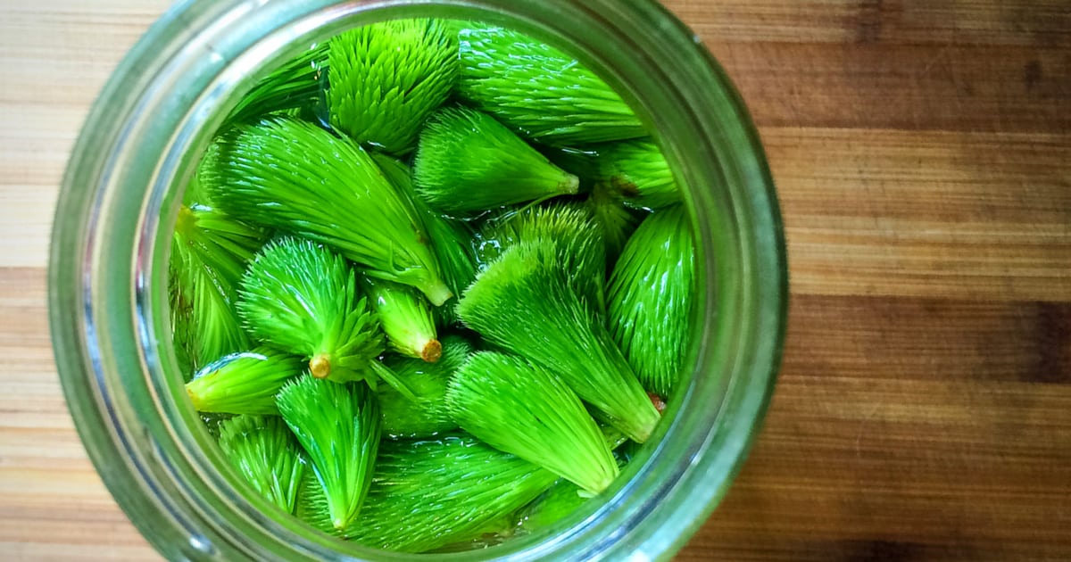 With only two ingredients this spruce tips vinegar can be made in less than 10 minutes and adds a bright citrusy flavour, which is perfect for spring.
