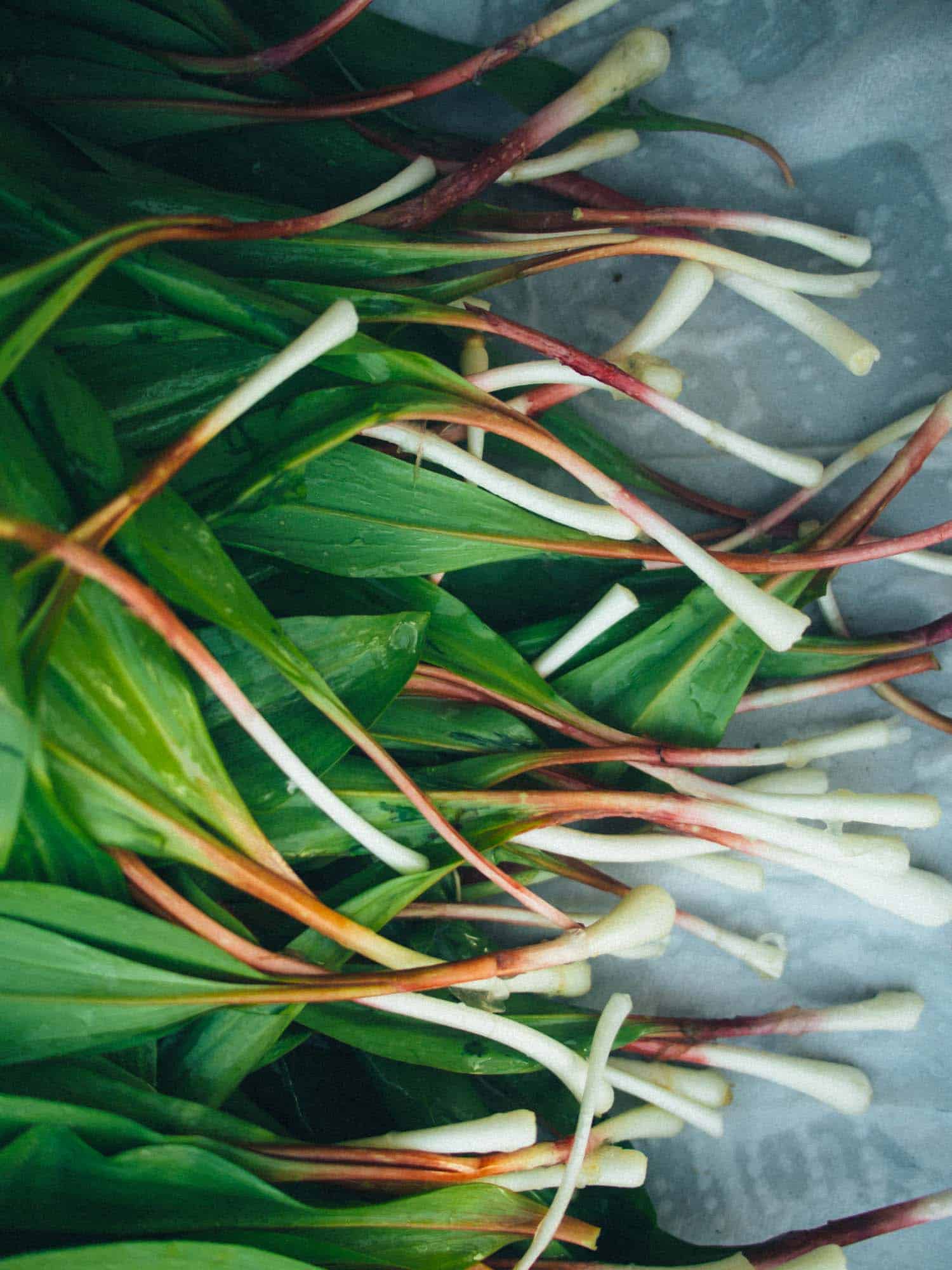 Pickled ramps are so easy to make and you can preserve the wild leek flavour all year long.