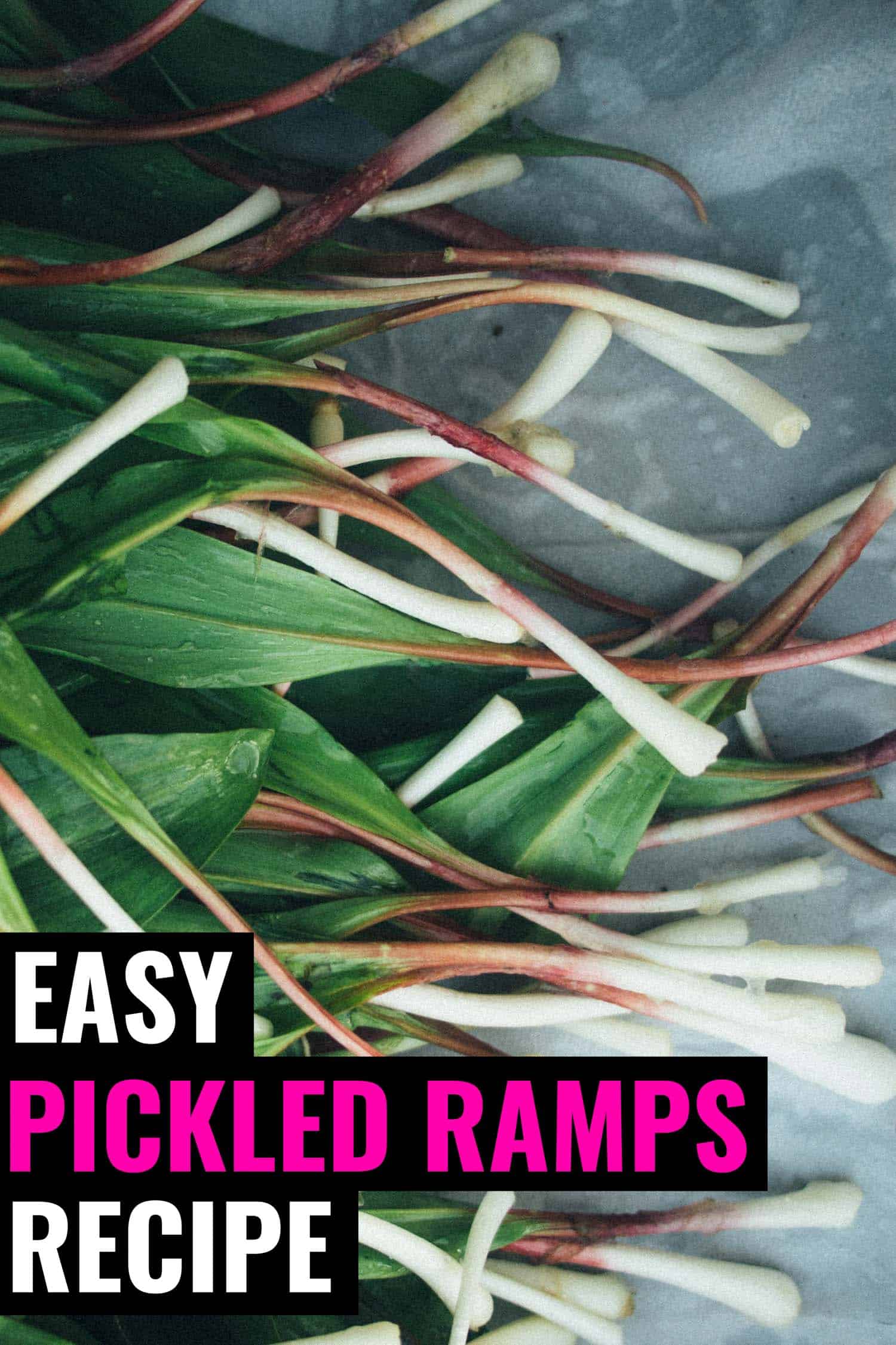 Raw ramps or wild leeks on a table