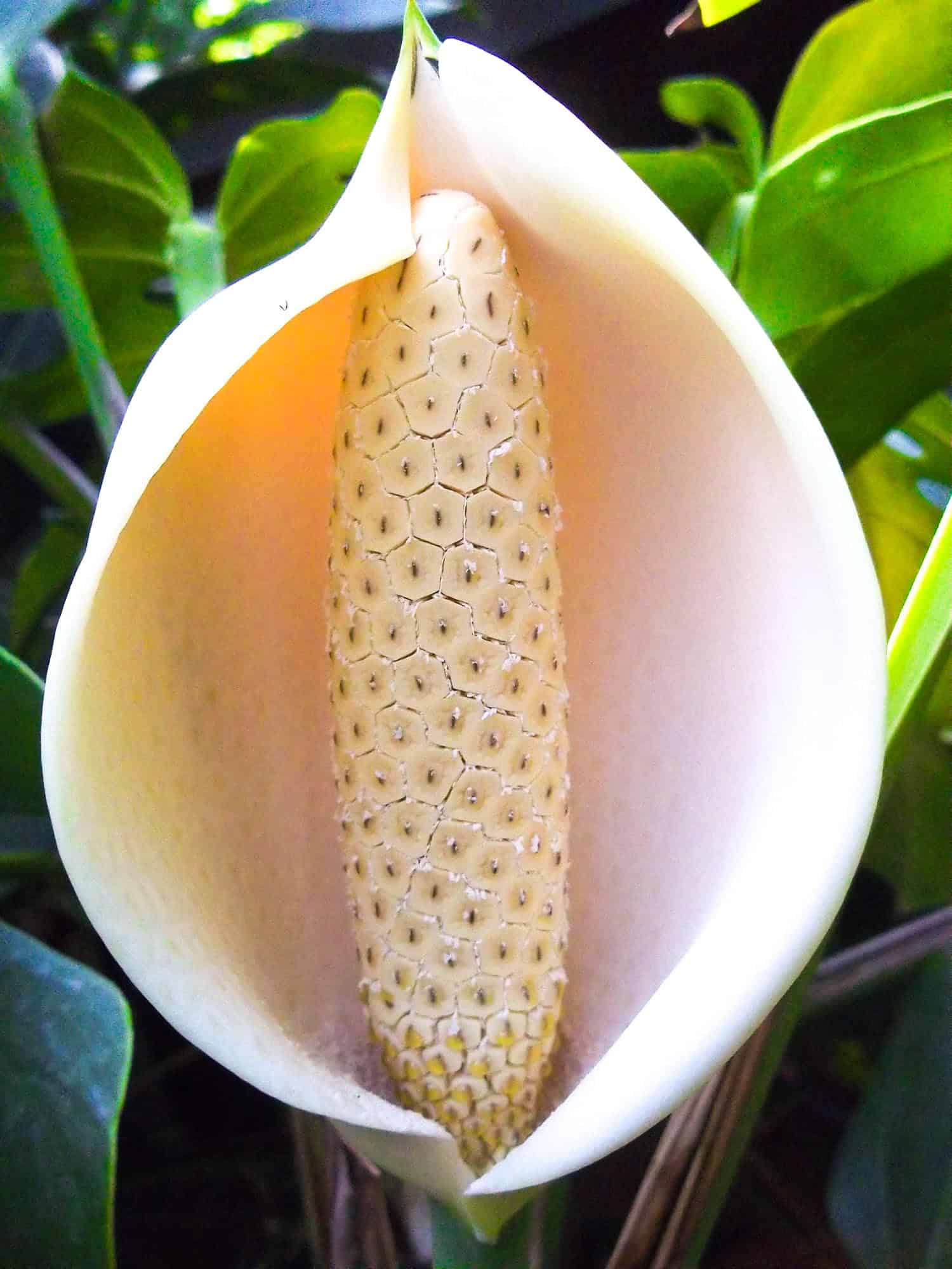 Monstera Deliciosa, aka the Swiss cheese plant, is one of the exotic fruits found in Colombia, Ecuador and Panama.
