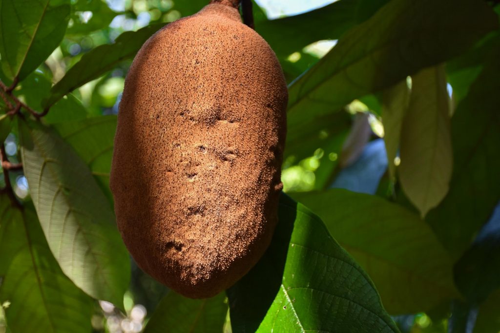 Cupuacu is one of the tastiest exotic fruits in the world, Brazil in the Amazon is famous for them but you can also find them in Bolivia and Peru.