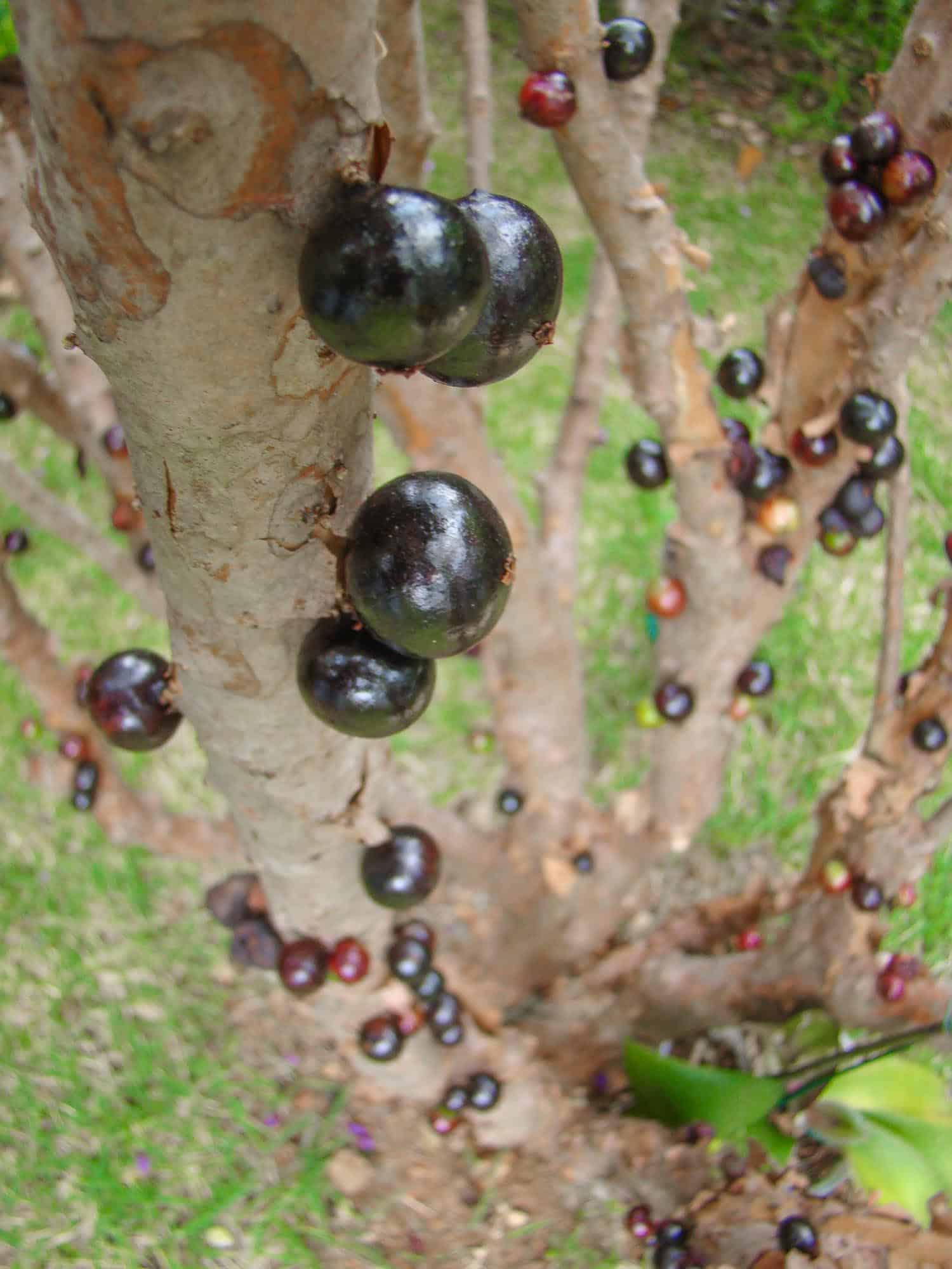 Jabuticaba is one of the most common exotic fruits in the world. You can find it in Brazil, Argentina, Paraguay, Peru and Bolivia.