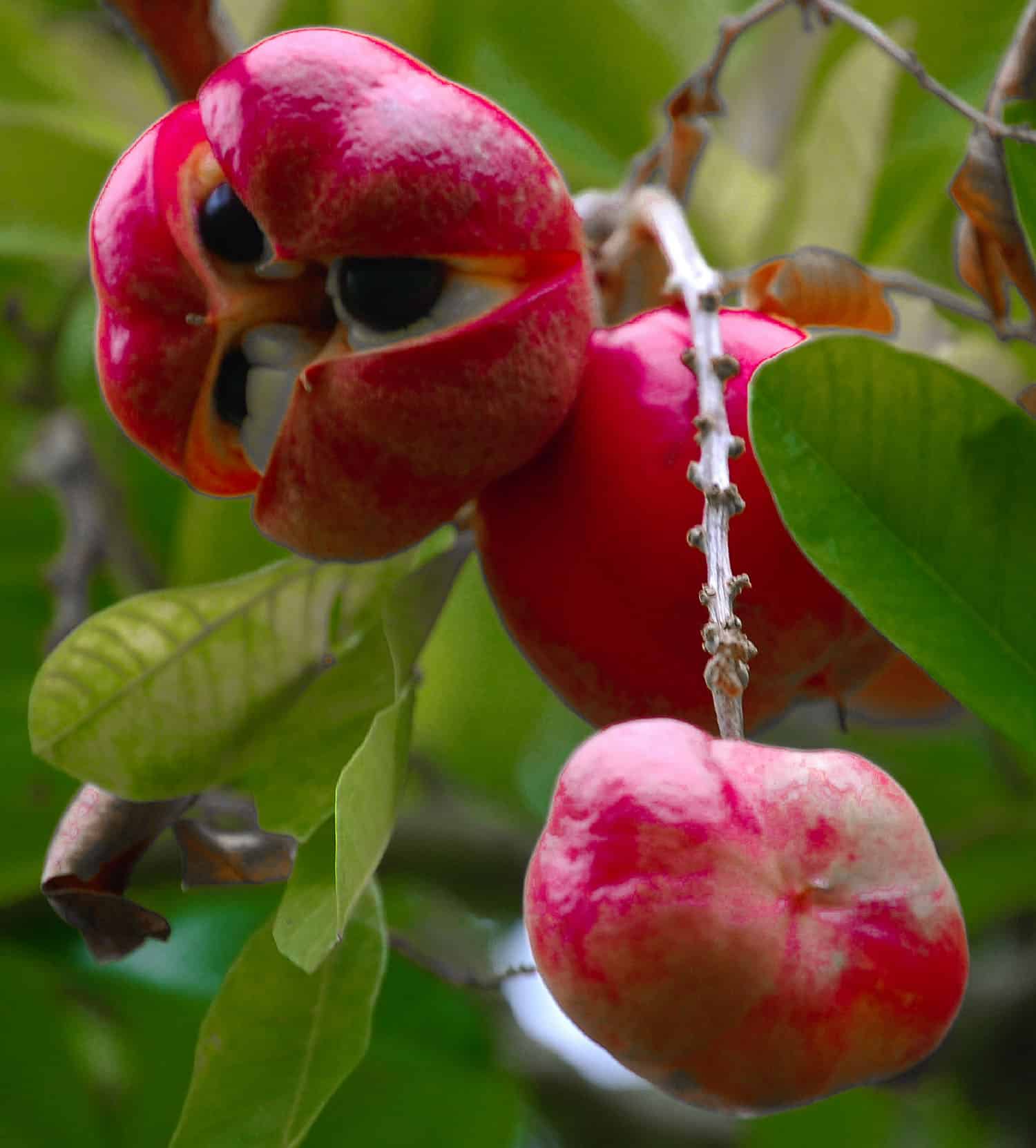 Ackee is one of the tastiest exotic fruits in the world, it's original from West Africa but was brought to Jamaica.