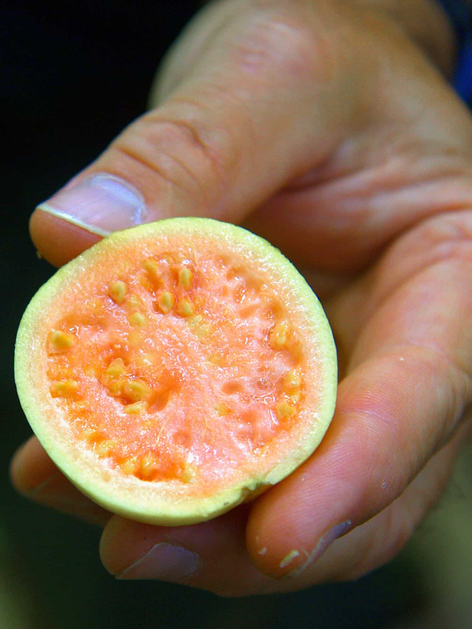 Guava is one of the most common exotic fruits in the world. You can find it in Mexico, Central and South America.