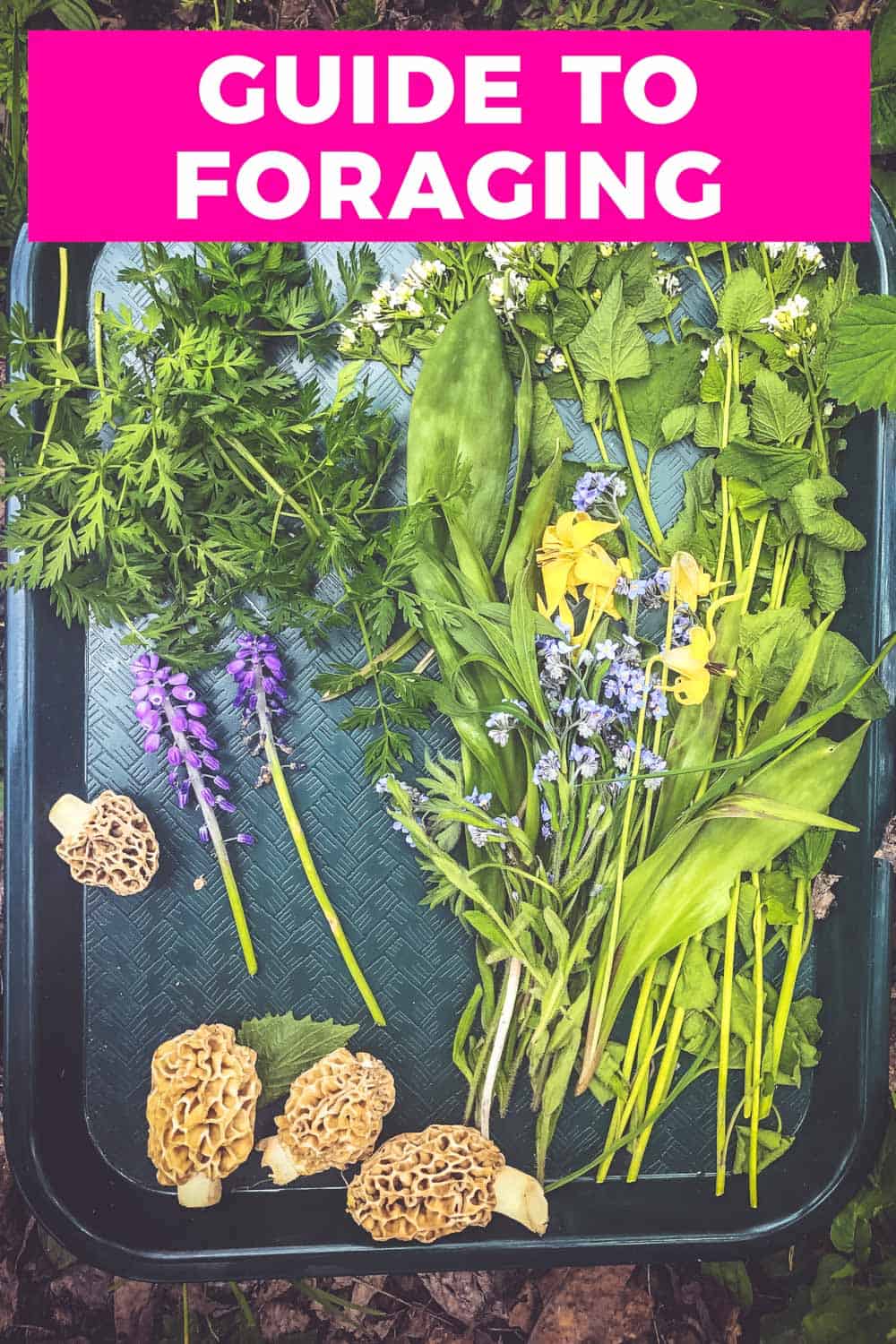 Foraged wild edible food