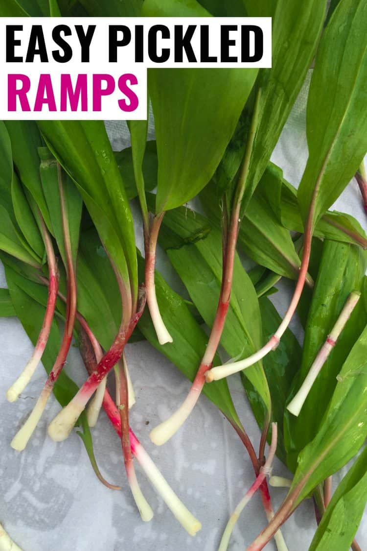 How to Pickle Ramps aka Wild Leeks Beginner's Guide!