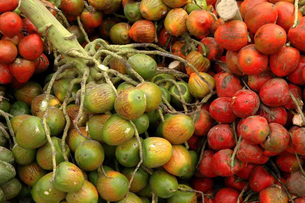 27 Exotic Costa Rican Fruit to Eat for a Healthy Holiday
