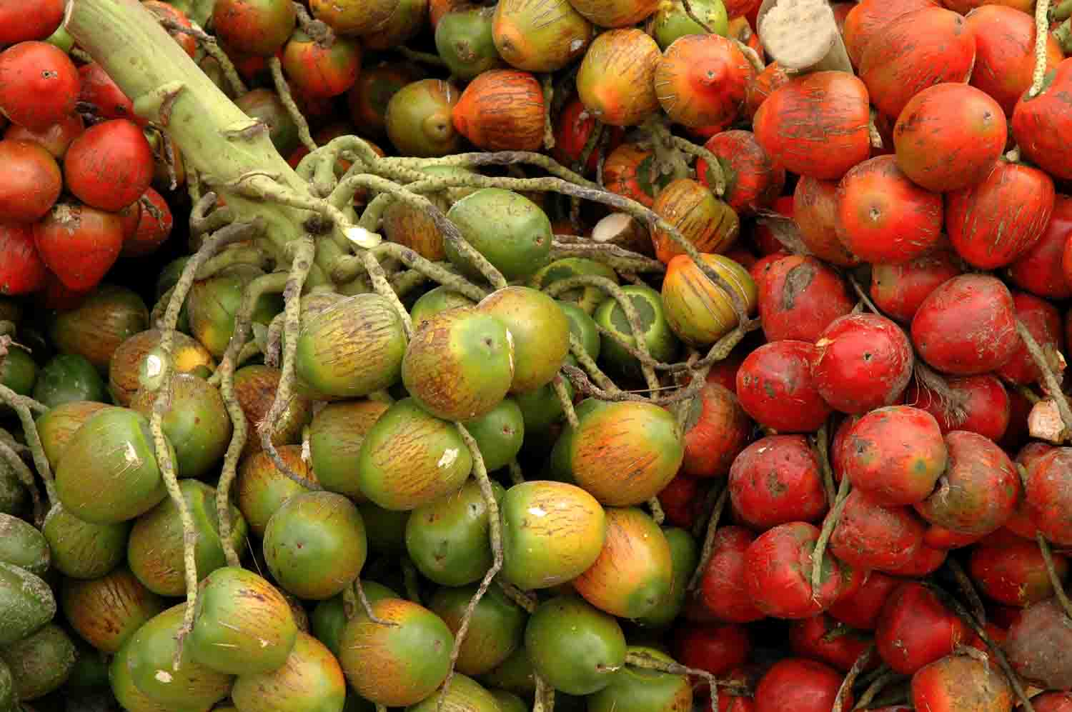 Pejibaye is palm beach fruit that can be found in Costa Rica.