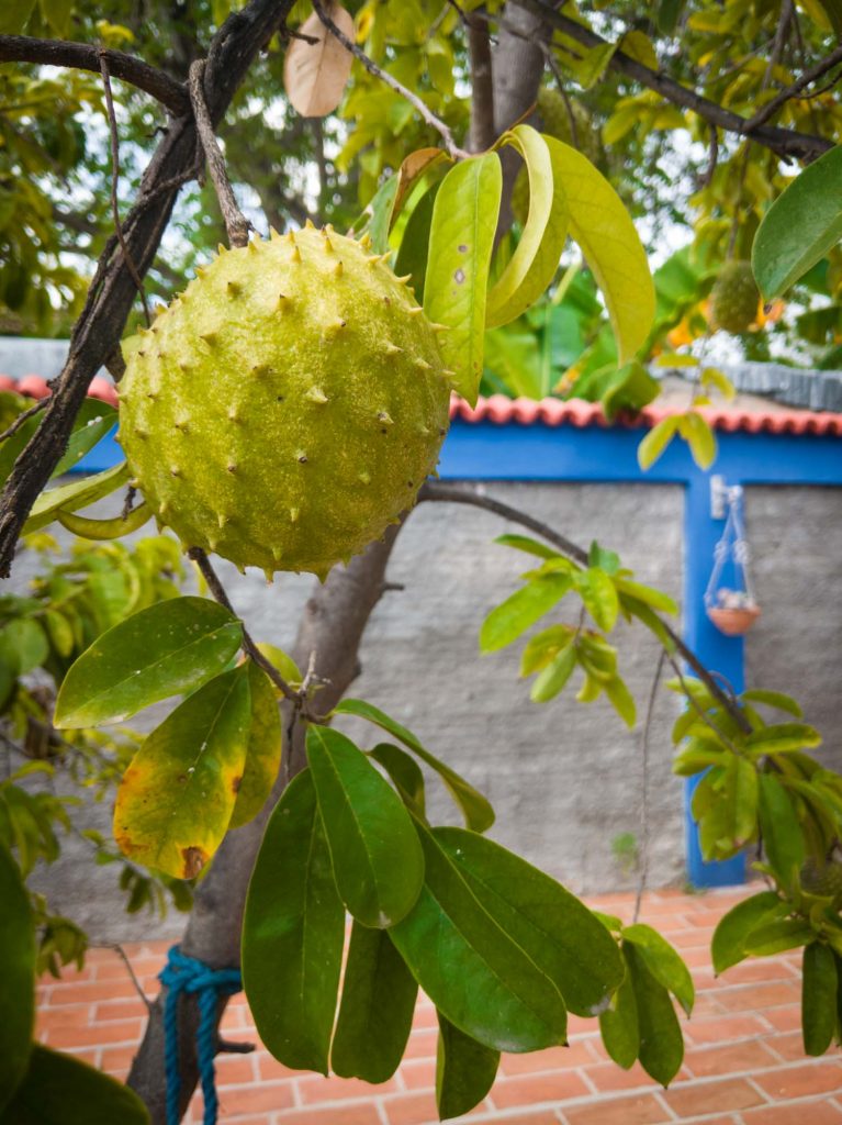 sour sop fruit on a tree in Cuba