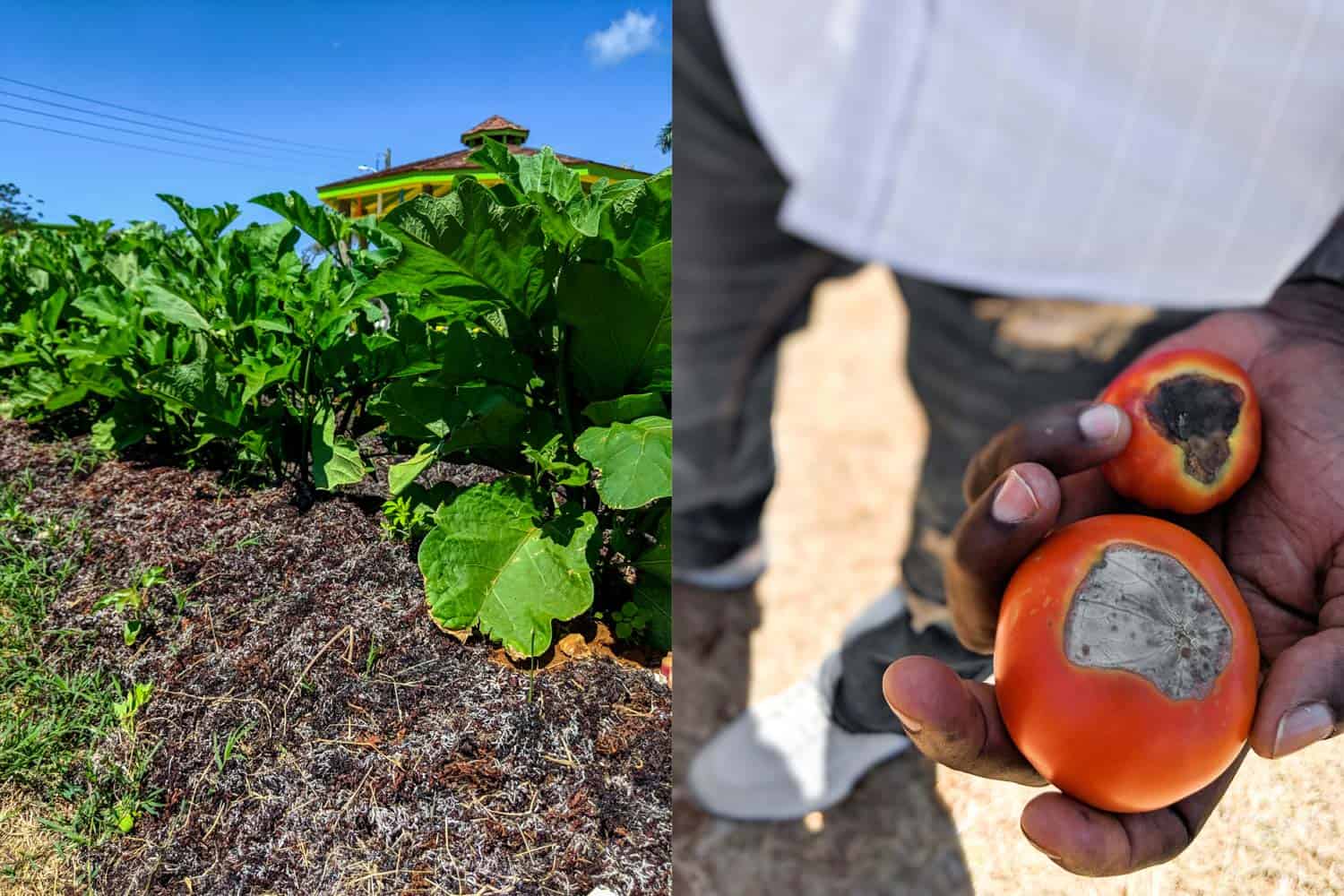 Farm at department of agriculture in Anguilla