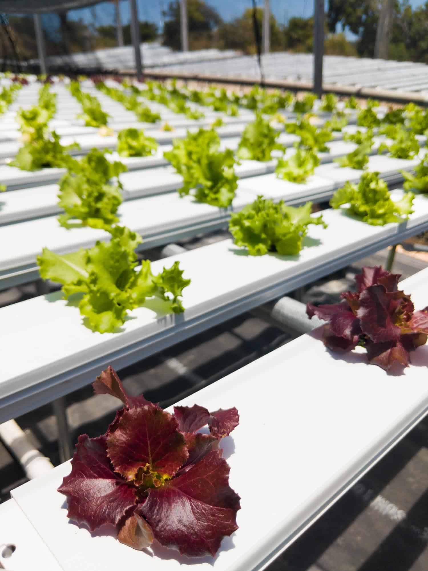 Lettuce grown with aquaponics in Anguilla