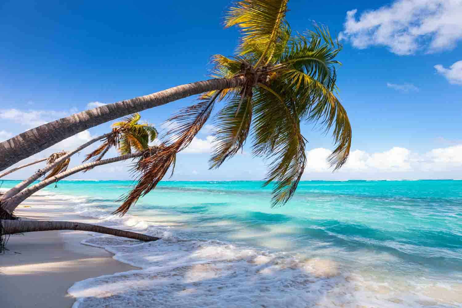 Beautiful beach framed with palms on Caribbean island of Anguilla