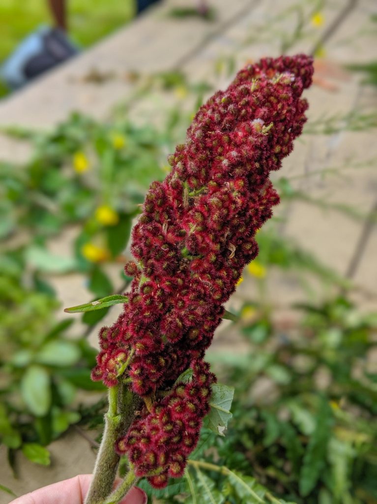 Sumac can be foraged and is an edible plant found in Nova Scotia, Ontario and grows wild in many other places.