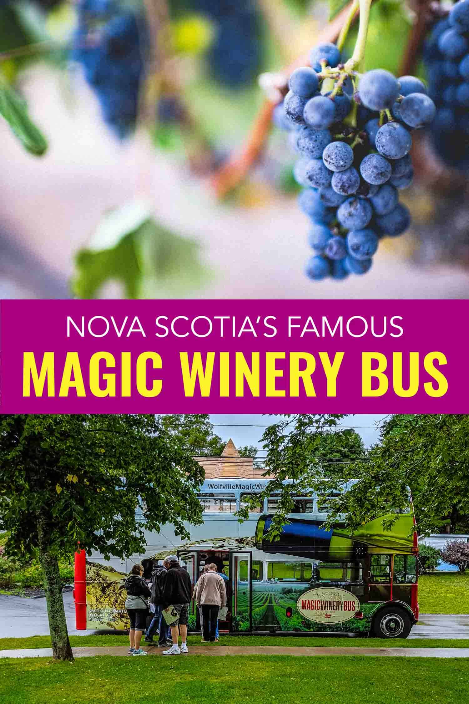 People entering Nova Scotia Magic Winery bus and grapes on a vine