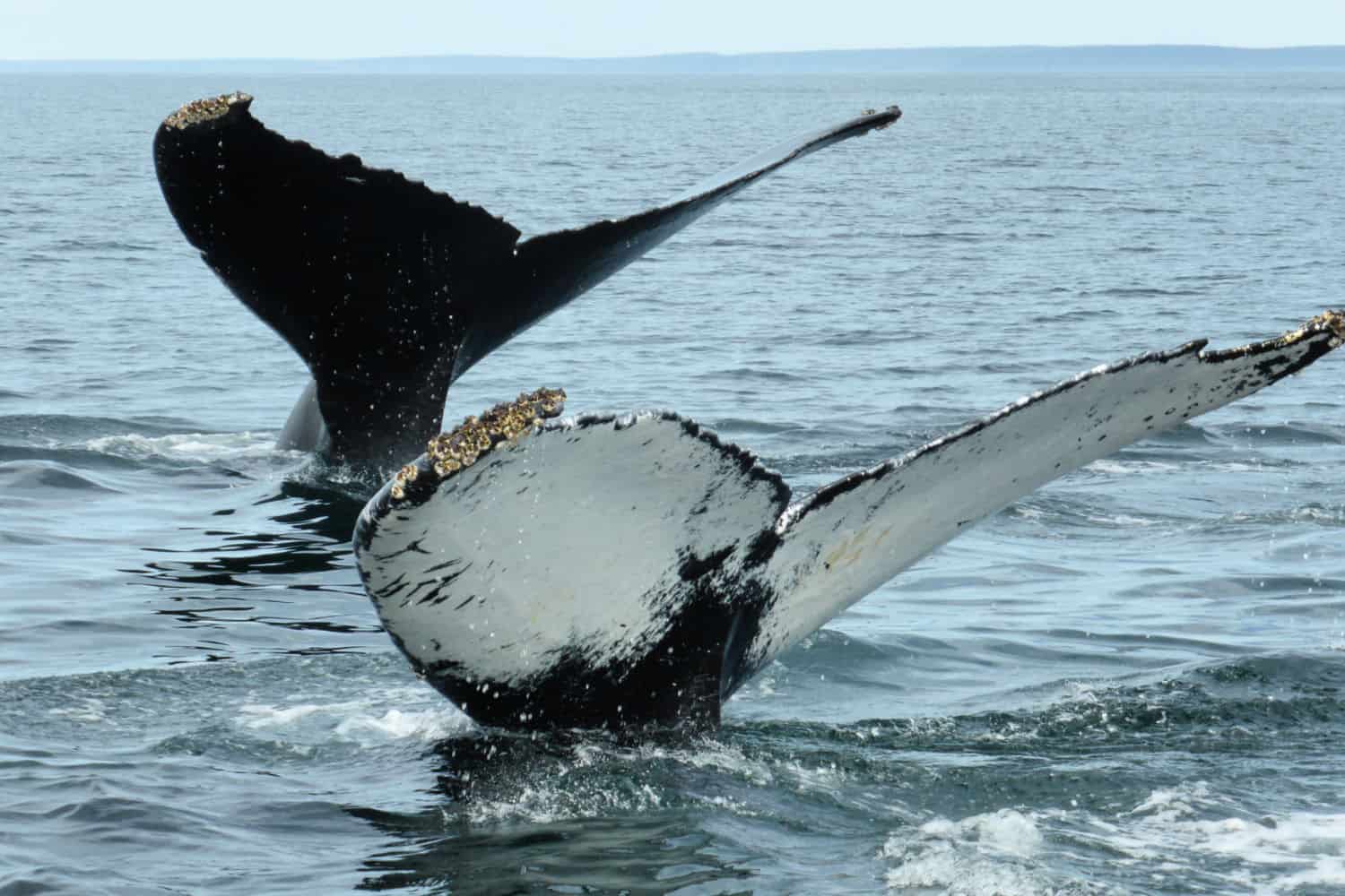 Whale watching one of the best things to do in Nova Scotia