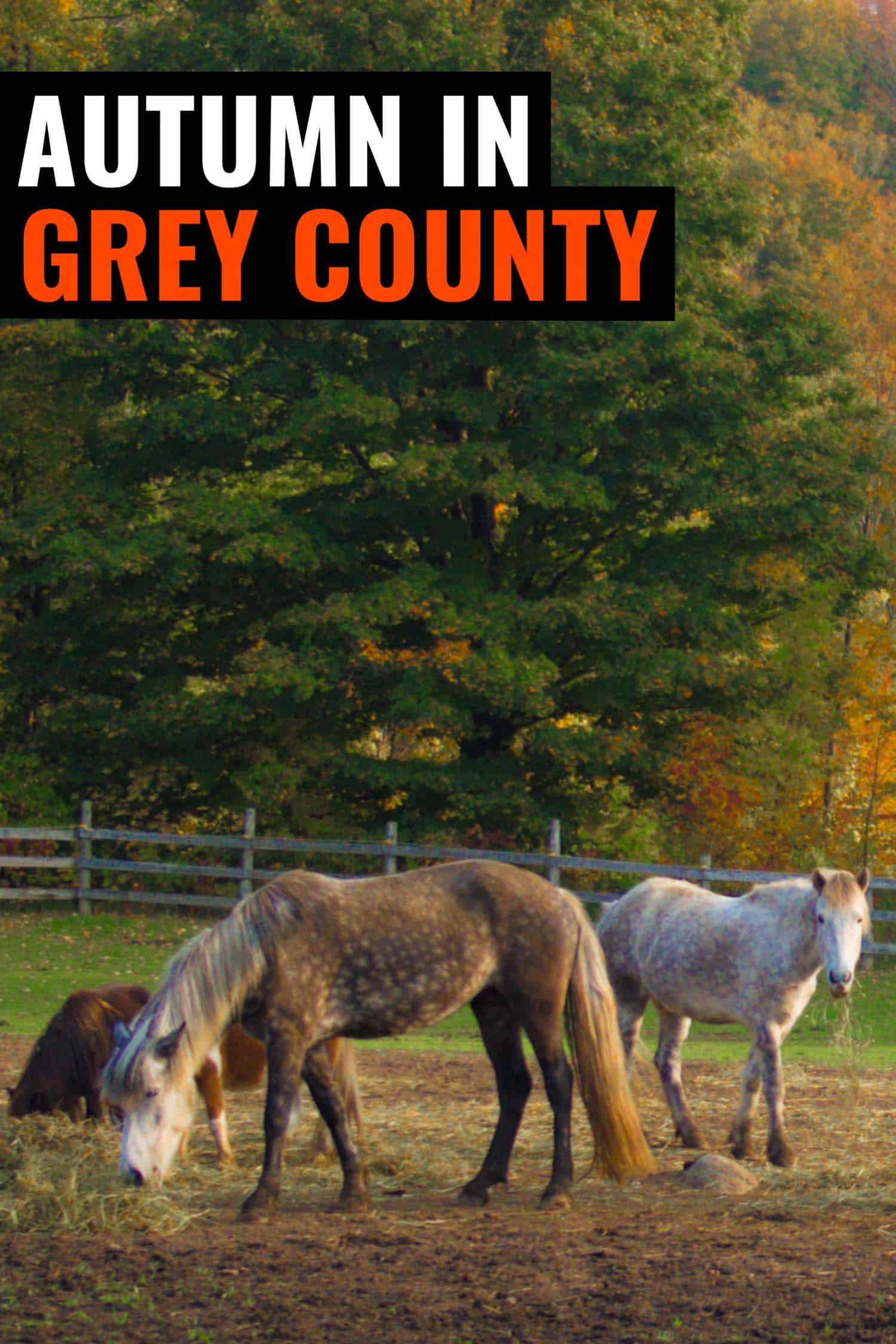 Plan the ultimate road trip with an autumn colors tour in Grey County.