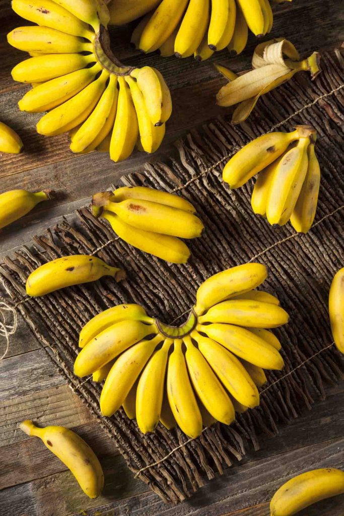 Cuban fruit Raw Organic Yellow Baby Bananas in a Bunch