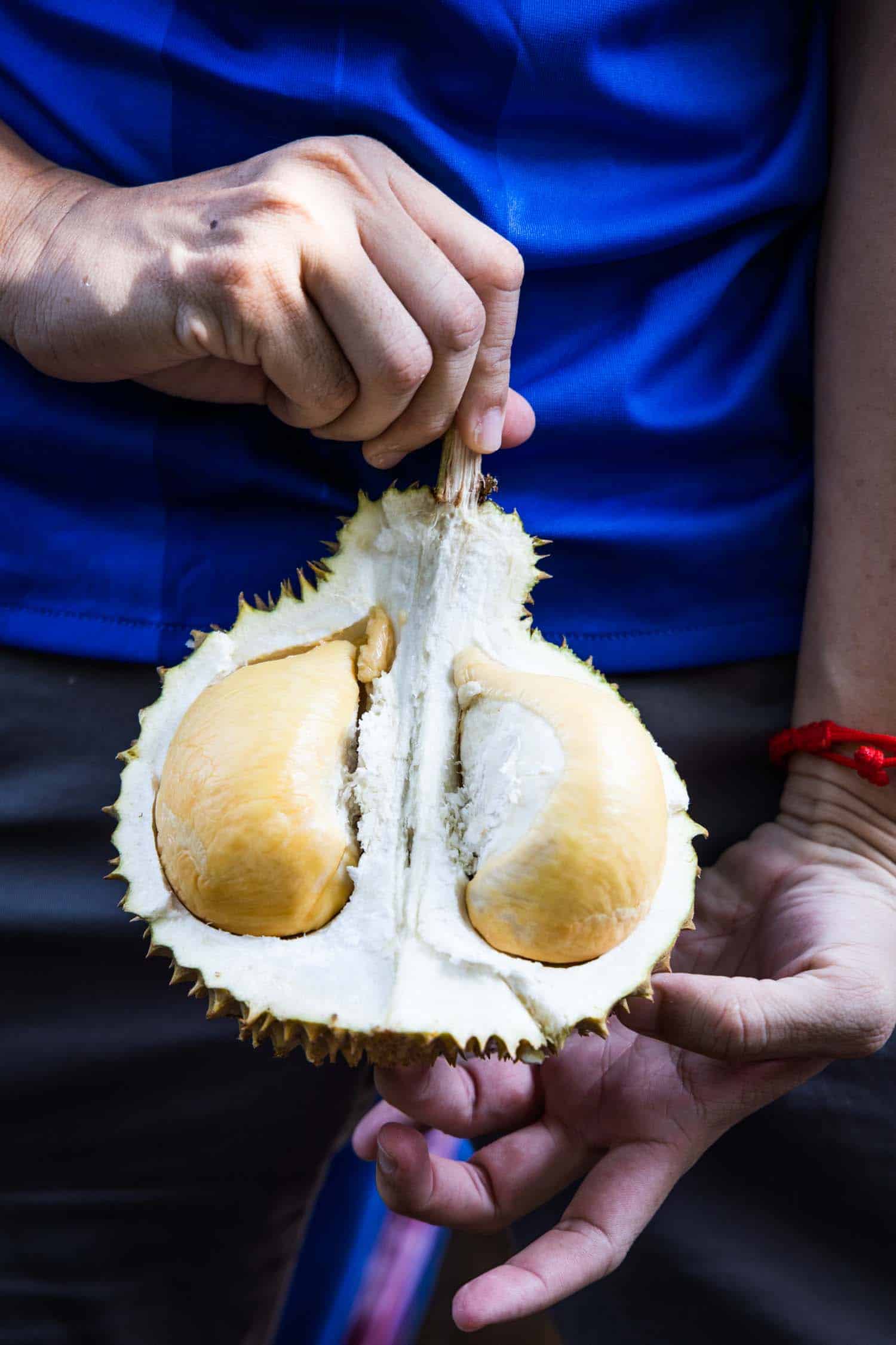 Hand holding freshly harvested organic durian with delicious yellow flash in durian farm