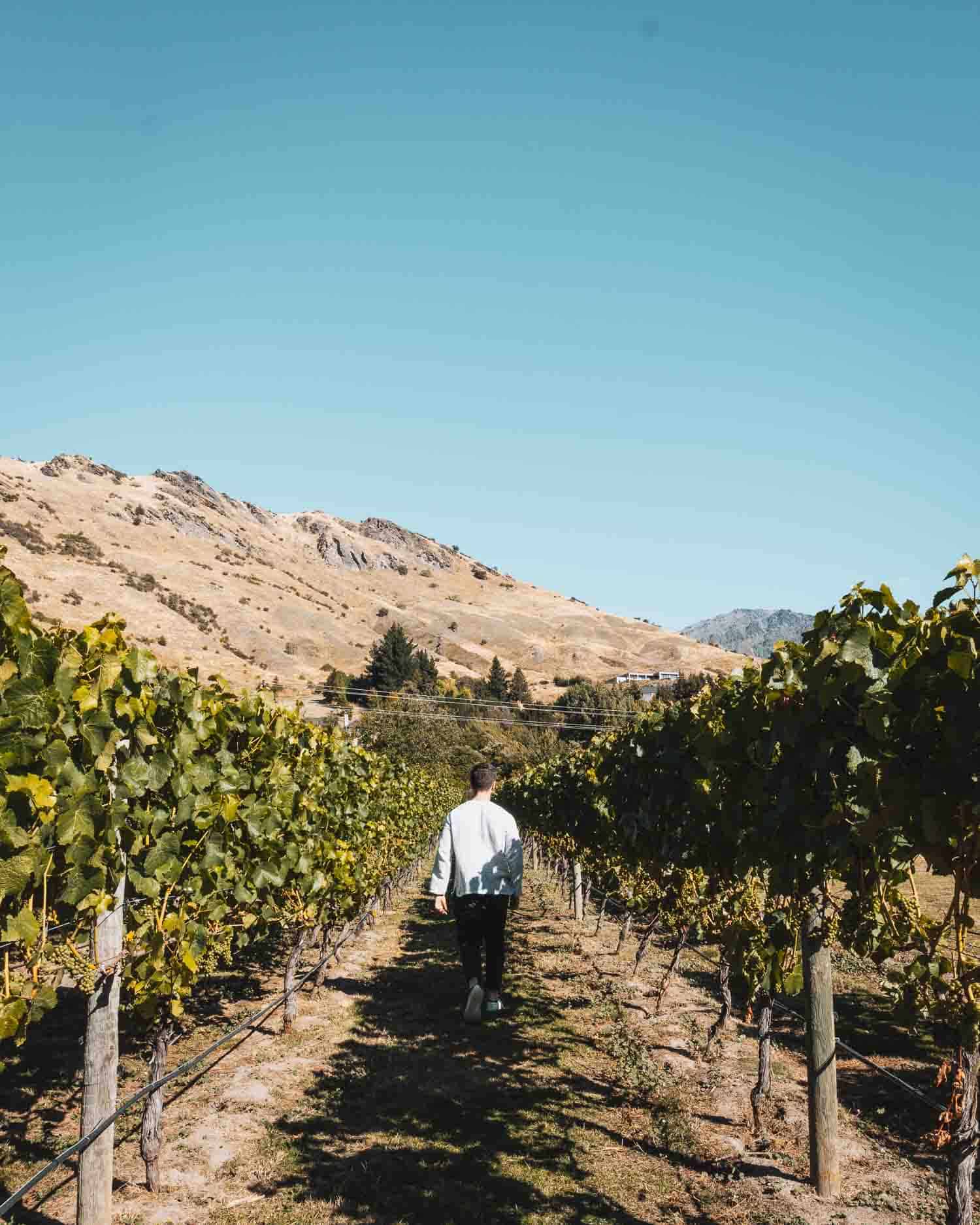 Millton Vineyards & Winery man walking down the vineyards in New Zealand