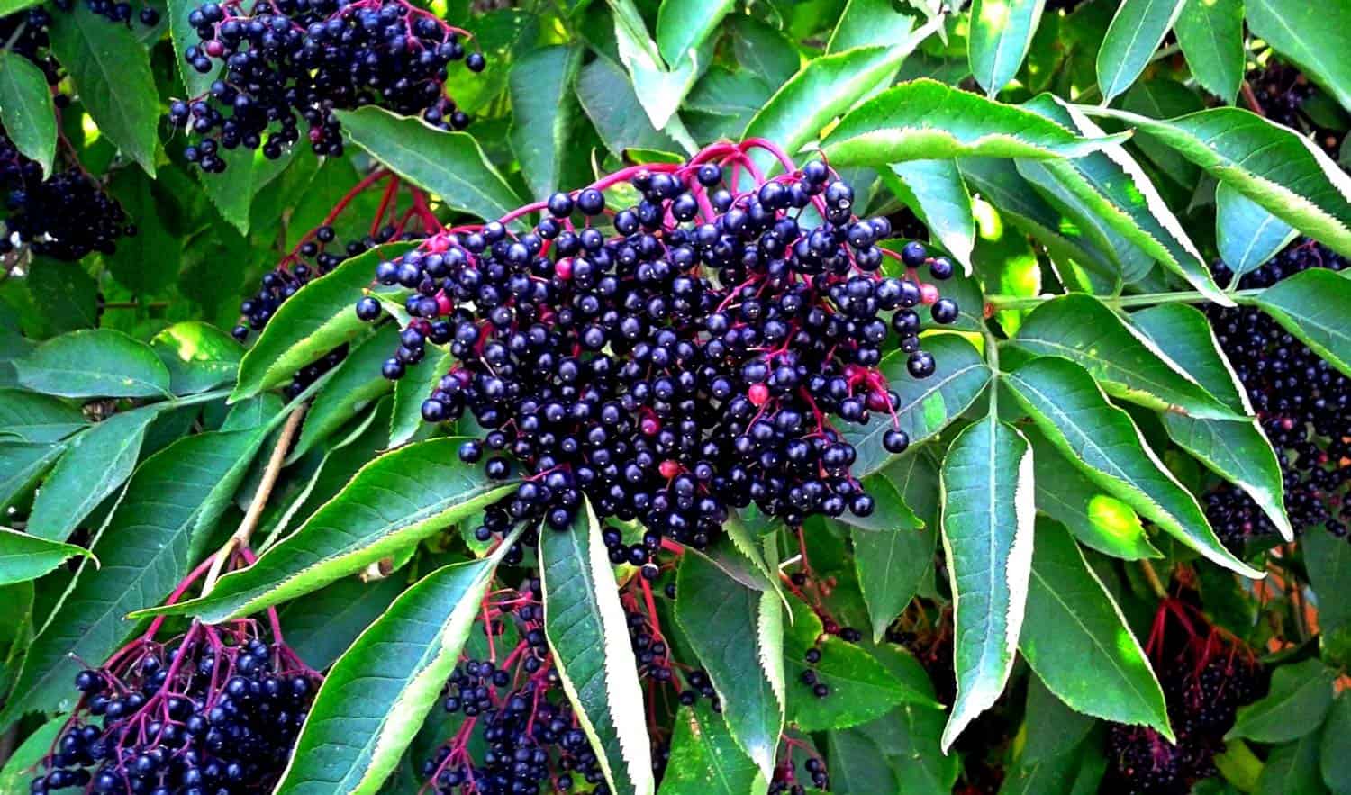 Sauco berries on a buh. Sambucus berries. Common names include elder, elderberry, black european elder, European elderberry, European black elderberry. Black sambucus berries & leaves growing on tree or shrub. Fruit cluster