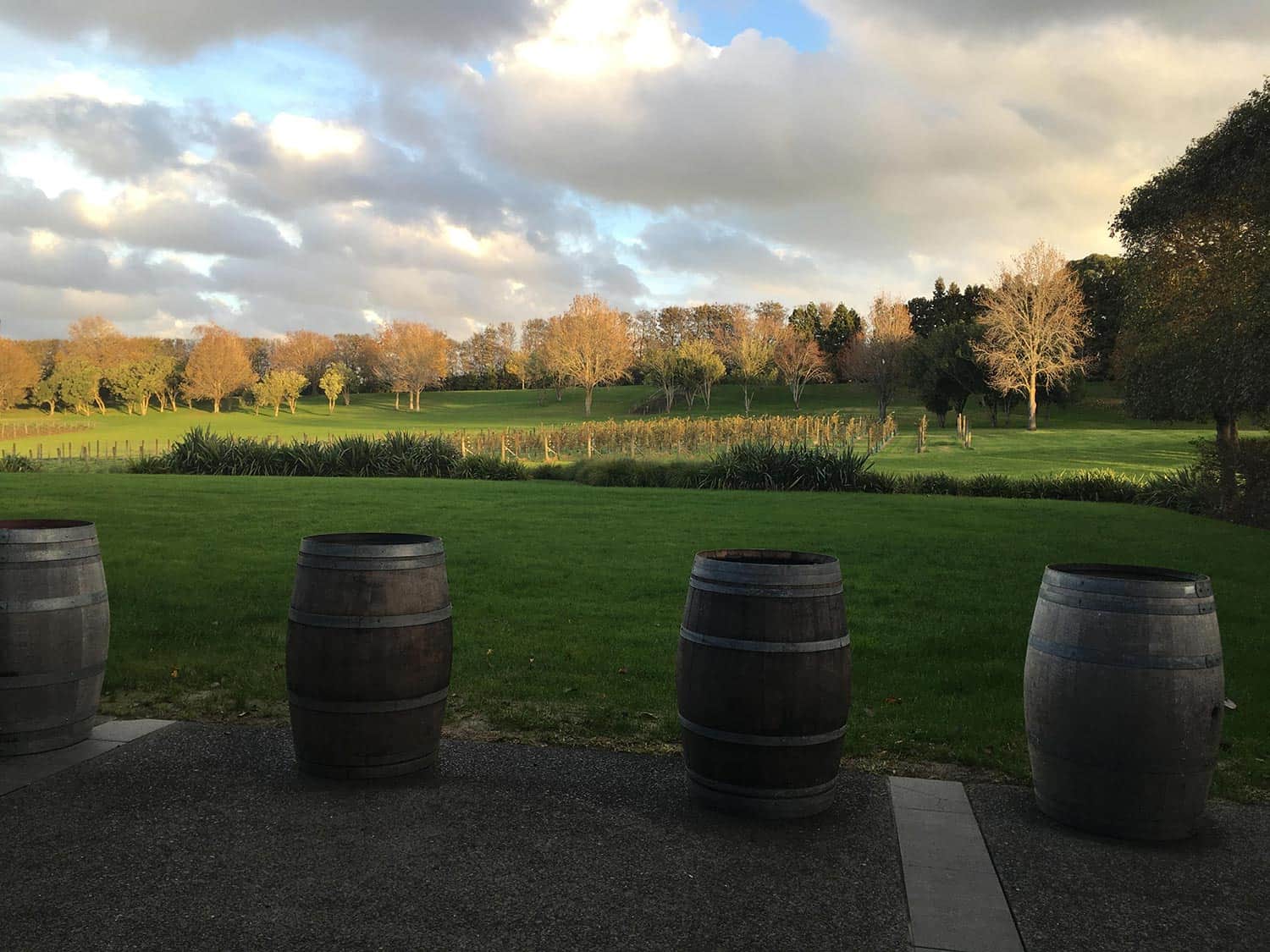 Wine barrel and landscape view of Villa Maria vineyards in New Zealand