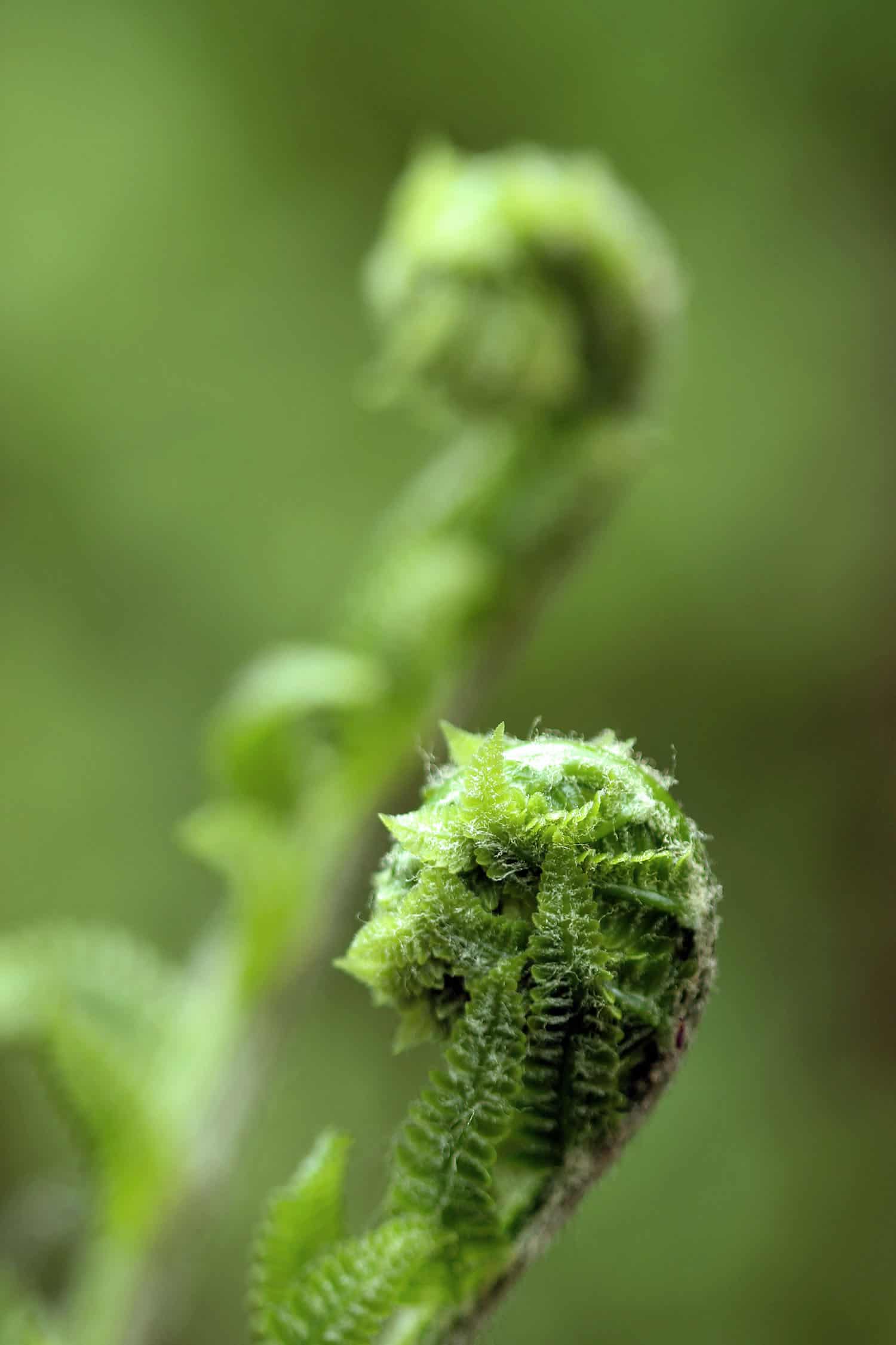 Macro view of a fiddlehead fern